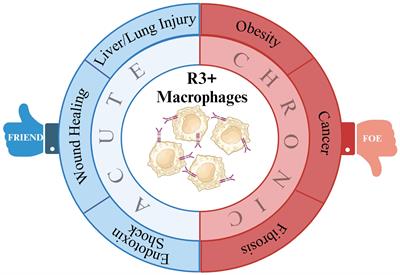 VEGFR-3 signaling in macrophages: friend or foe in disease?